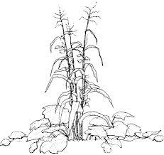3 Sisters Garden Pack 3 Sisters Garden Pack