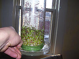 Ultimate Sprouting Seeds Kit