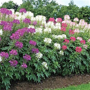Cleome Mixed Colors