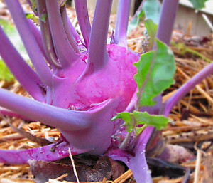 Kohlrabi Purple Vienna