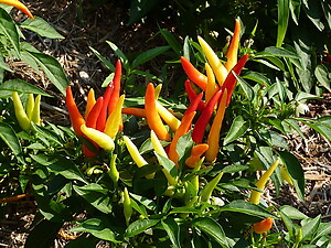 Ornamental Pepper Plant Seeds