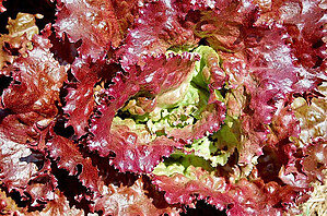 Lettuce Prizehead Leaf