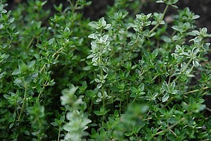 Thyme Common