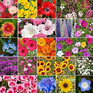 Wildflower Annual Mix