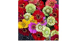 Zinnia California Giant Mix