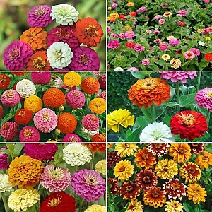 Zinnia Flower Mix