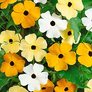 Black Eyed Susan Vine