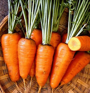 Carrot Chantenay Red Core