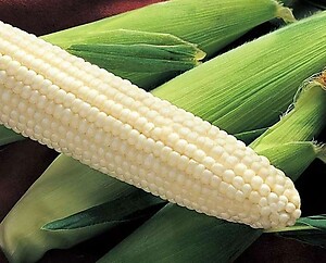 Corn Silver King