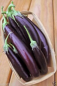 Eggplant Long Purple