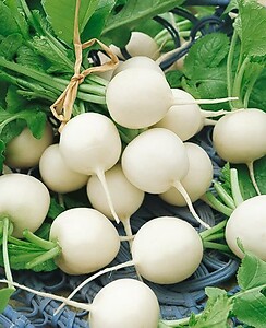 Radish Hailstone