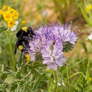 Lacy Phacelia