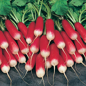 Radish French Breakfast