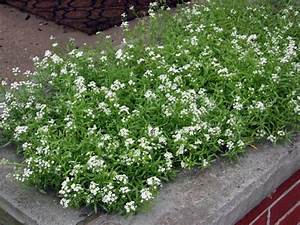 Alyssum Carpet Of Snow