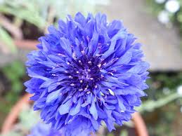 Blue Cornflower