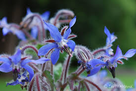 Borage