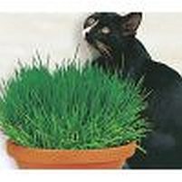 Cat Grass