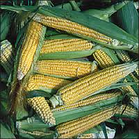 Corn Golden Bantam