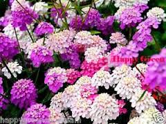 Candytuft Dwarf Fairy Mix