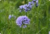 Globe Gilia