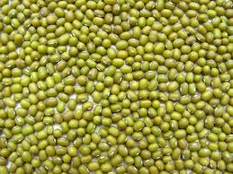 Organic Mung Bean Sprouts