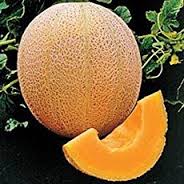 Cantaloupe Hale's Best Jumbo