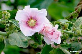 Hollyhock Rosea