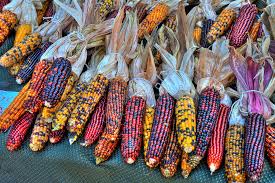 Indian Corn