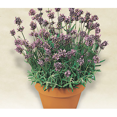 Vera Lavendar Italian