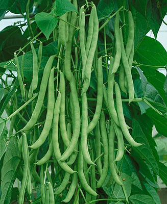 Bean Kentucky Wonder