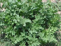 Lovage