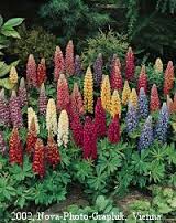 Lupine Dwarf Mix