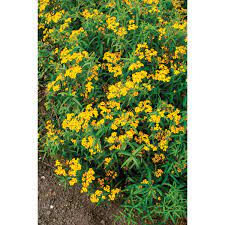 Mexican Mint Marigold