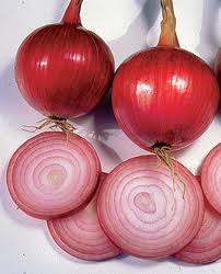 Onion Southport Red Globe