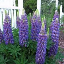 Perennial Lupine