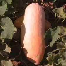 Squash Pink Banana Jumbo