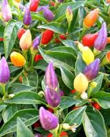 Pepper Purple Prince