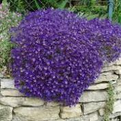 Purple Rock Cress