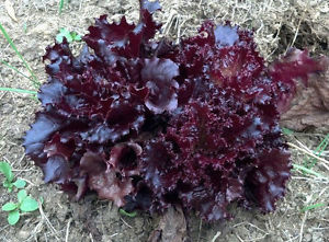 Lettuce Ruby