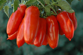 Tomato San Marzano