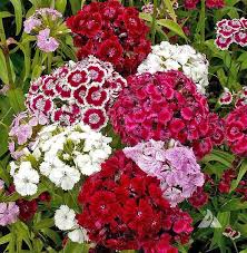 Sweet William Pinks