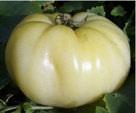 Tomato Great White