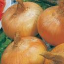 Onion Yellow Granex (Vidalia)