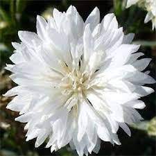 White Cornflower