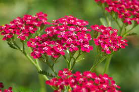 Yarrow Red