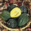 Squash Acorn