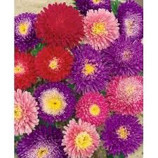 Aster Powder Puff Mix