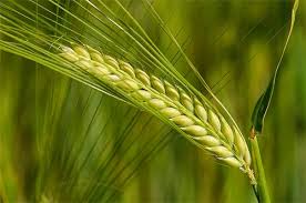 Organic Barley