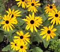 Black Eyed Susan