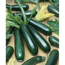 Squash Black Beauty Zucchini